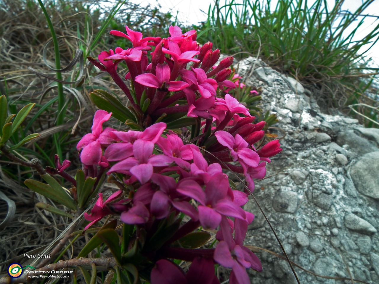 37 Daphne Cneorum, profumatissima....JPG